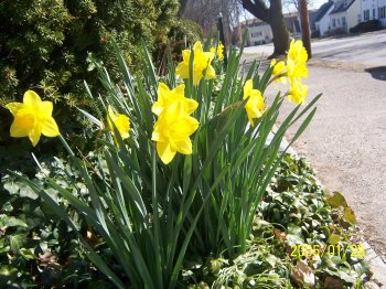 daffodils