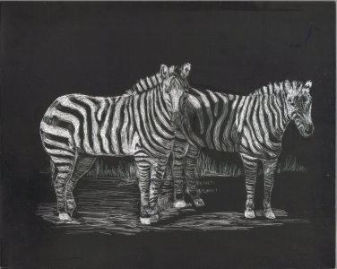 zebra, stripes