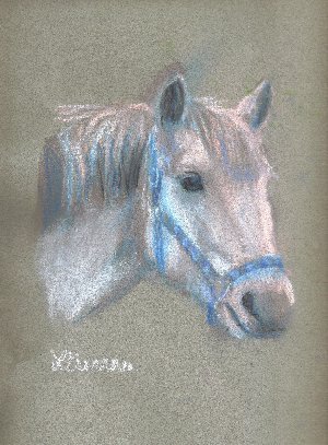 horse,equine,pony, portrait
