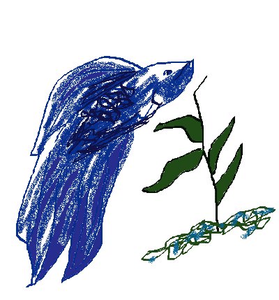 Blue, beta fishm ja[anses fighting fish