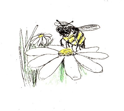bumble bee, bee, insect