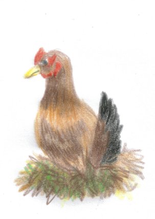 illustrationfriday, chicken