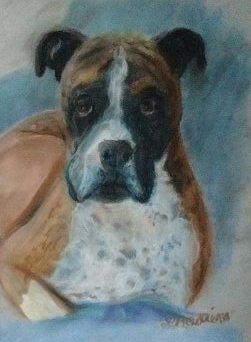 dog, canin, pet portraits