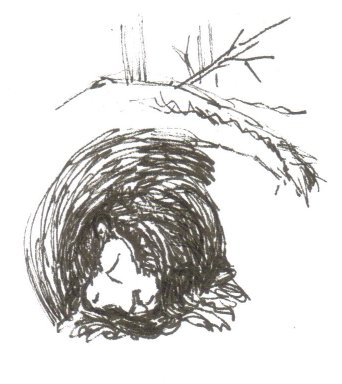 illustrationfriday word of week-hibernate