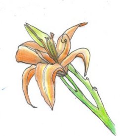 illustrationfriday word of week: perennial, my image