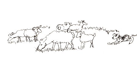 Sheep, herd, sheep herding