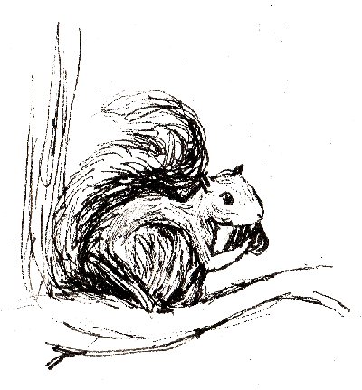 squirrel, rodent, wildlife