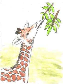 illustrationfriday word of week- Tall