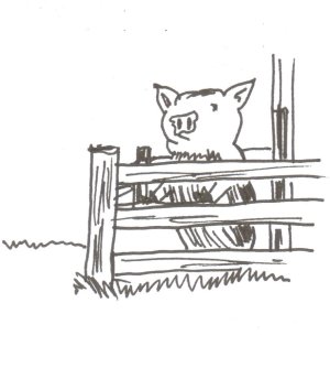 Pig-peering over fence at A.M. feeding time 