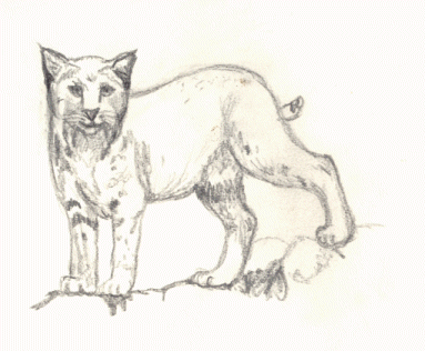 bob cat