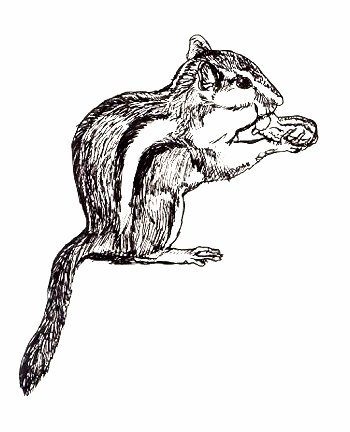 busy squirrel