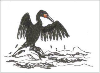cormorant oil spill