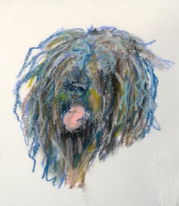 shaggy dog, dog, hairy