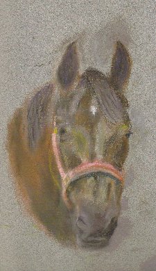 horse portrait